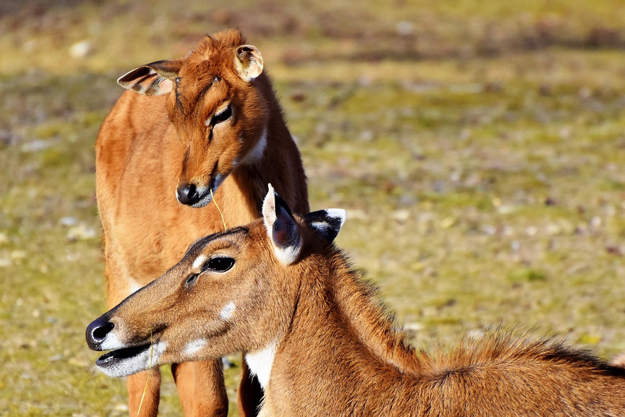 Antelope Island Web Design For Lead Generation: Unlocking Growth In…