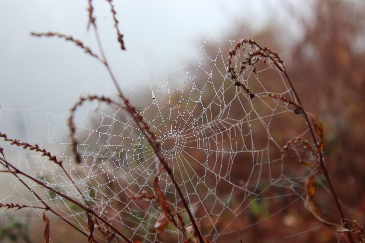 Big Cottonwood Canyon Web Design For Law Firms ~ TL;DR…