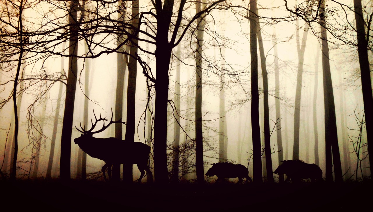 Deer Mountain Web Design: Want A Website That Works For…
