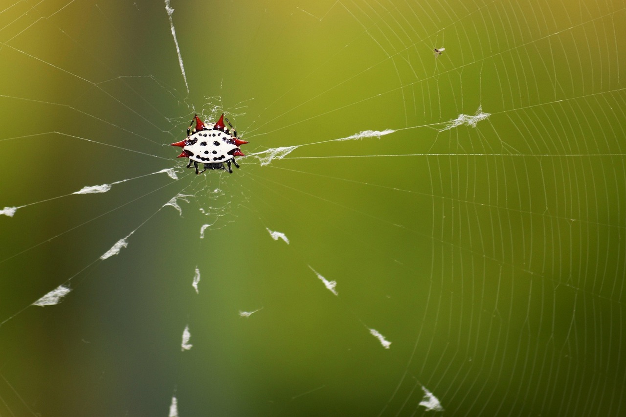 Tracy Aviary Web Hosting And Design: Tracy Aviary: Fly High…