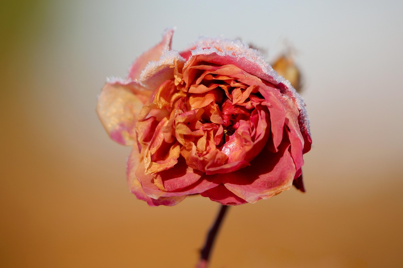 Local Web Designers In Rose Park, Salt Lake City ~…